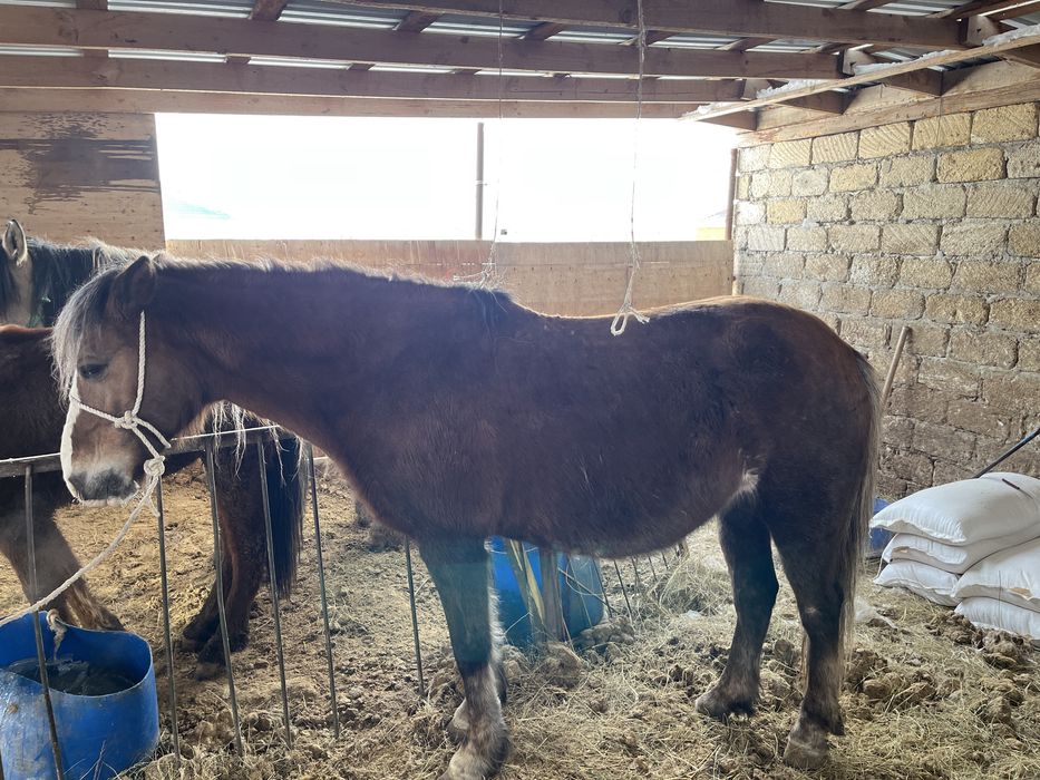 бие сатылады күйі жаксы