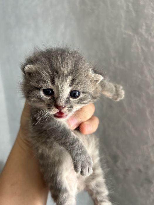 Котята Марғаулар