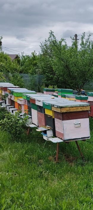 Vând familii de albine dadant 1/1. Cu sau fara  lada!