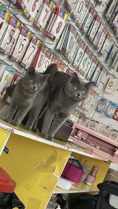 Кошка британка бесплатно