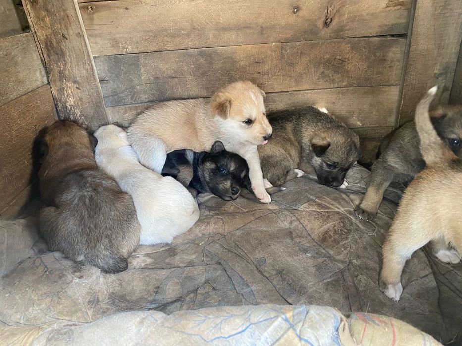 Кутята Бесплатно 1 месяц