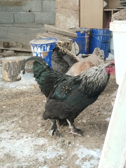 Әиеш петух продам