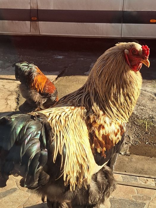 Cocoși Brahma  tineri