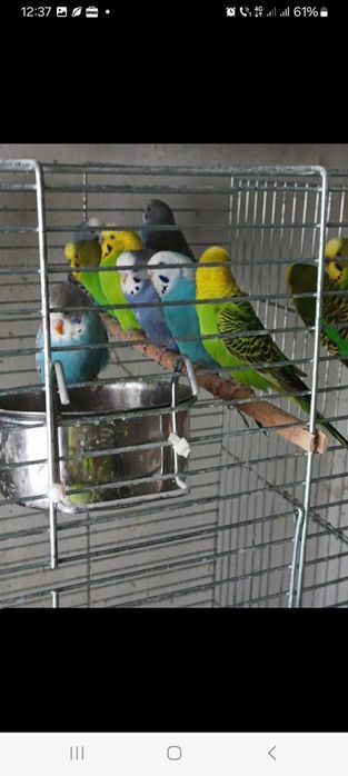 Peruși maturi  toate culorile