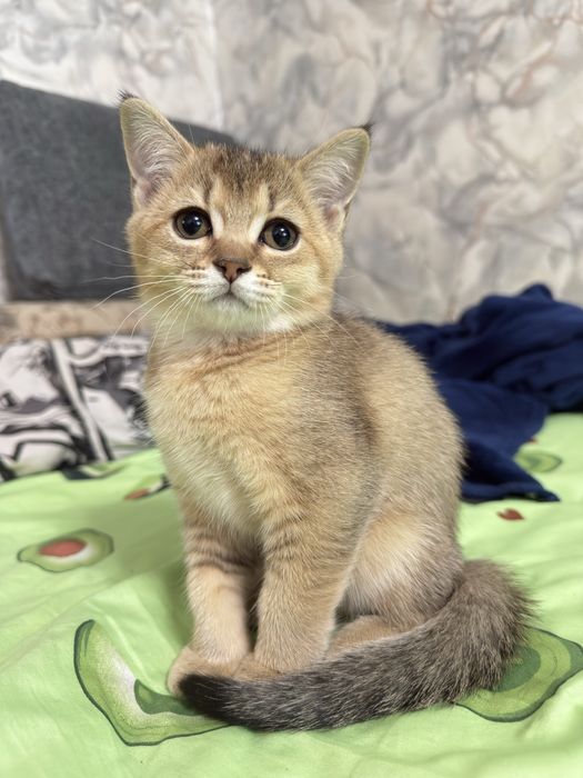 Котенок скотиш страйт