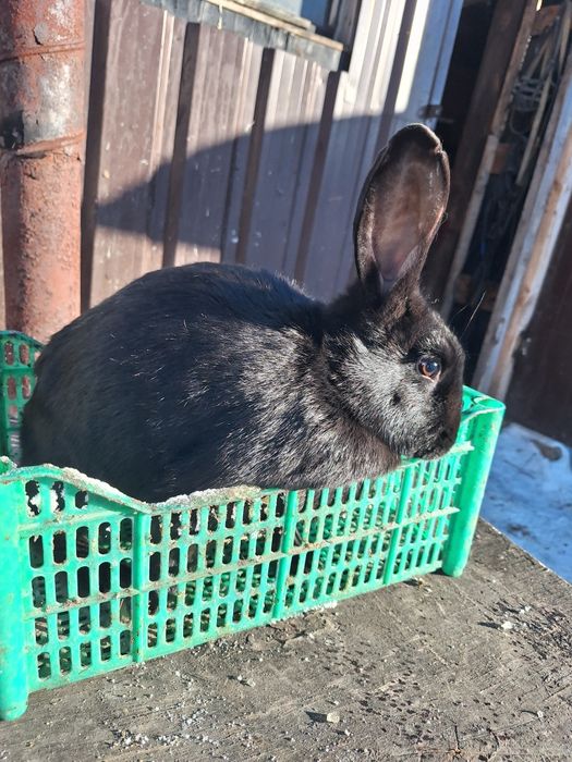 Продам молодых кролих