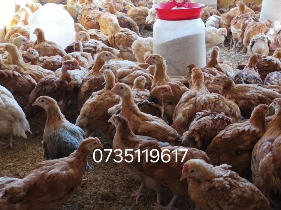 Vând pui rasa mixta Kabir italia