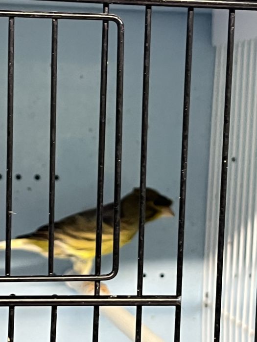 Canari timbrado clasic continuu