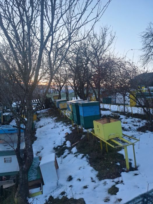 Vand Cutii Stupi Verticali 10 Rame cu Caturi