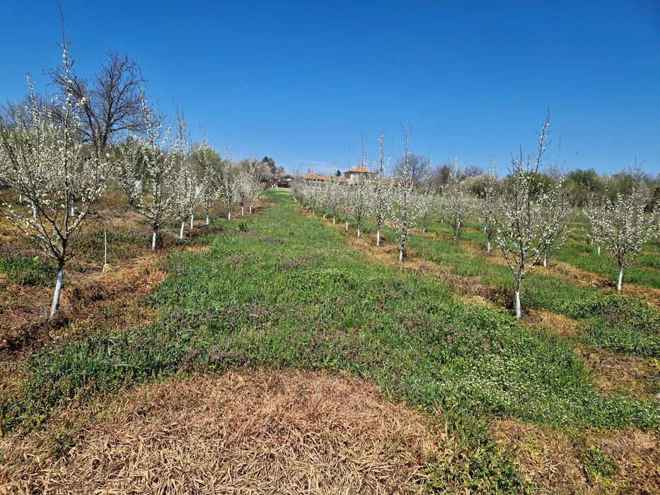 Земеделска земя с 150 сливови дръвчета,кладенец и капково напояване