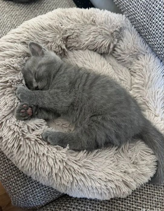 Котята мальчики и девочки цены от 15тыс и до 30тыс