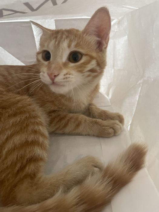 Кошка 6 месяцев девочка