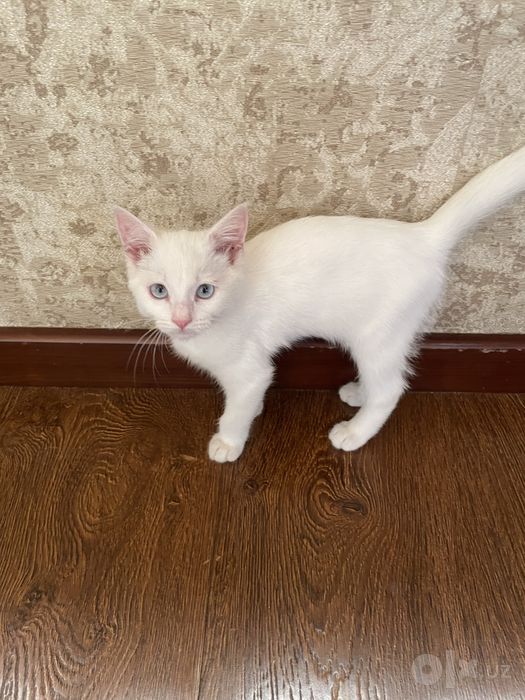 Котенок 3 месяца, белый