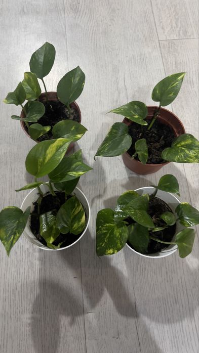 Продам Голдфингер (лиана)