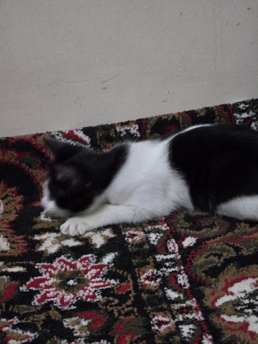 Отдам котенка в хорошие руки