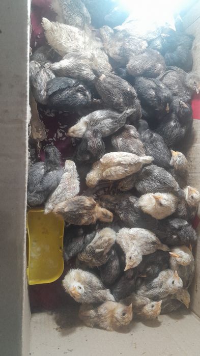 Адилер балапандары