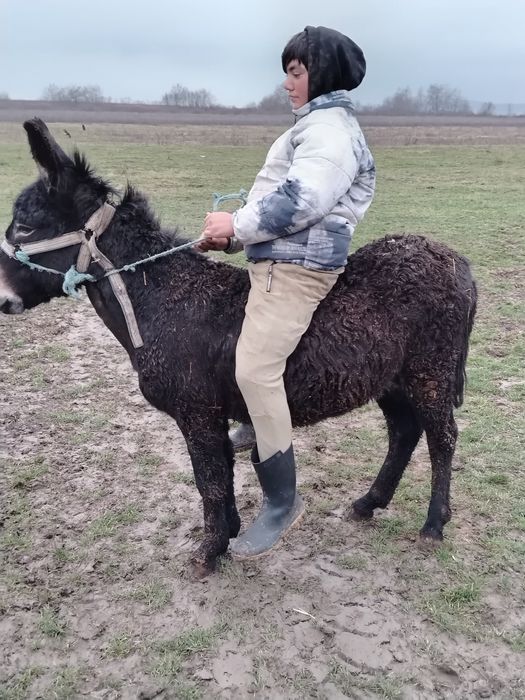 Vând magar tânăr.