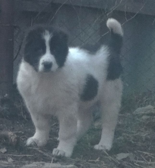 Эксклюзивные мощные супер красавицы девочки