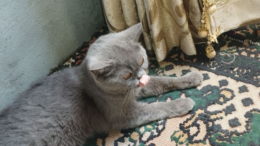 продаётся британская кошка