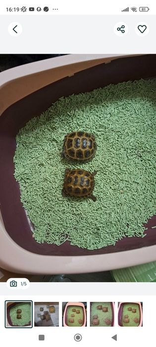 Toshbaqa damashniy черепаха чистые здаровые