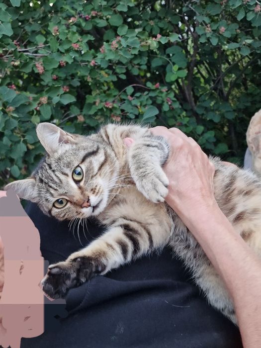Отдам котика в хорошие руки