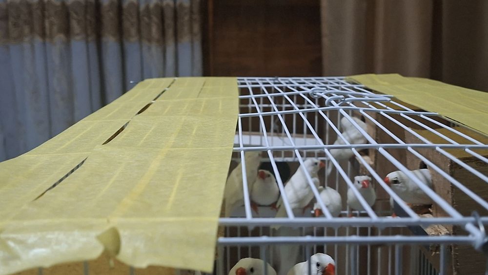 Амадинка кушлар 8 та