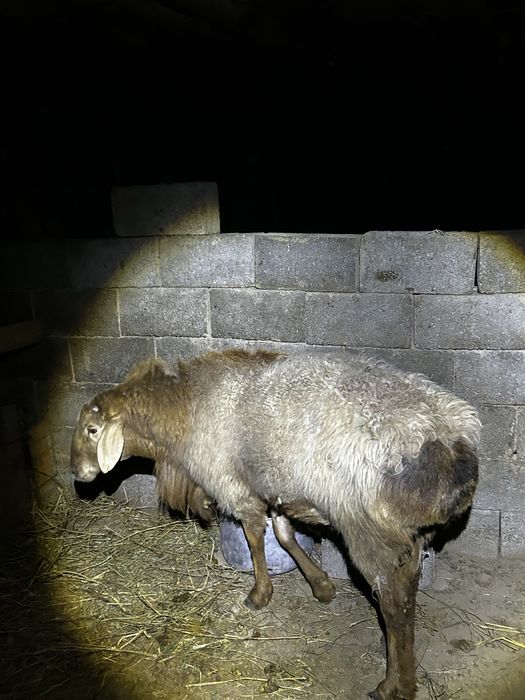 Қошқар сатылады