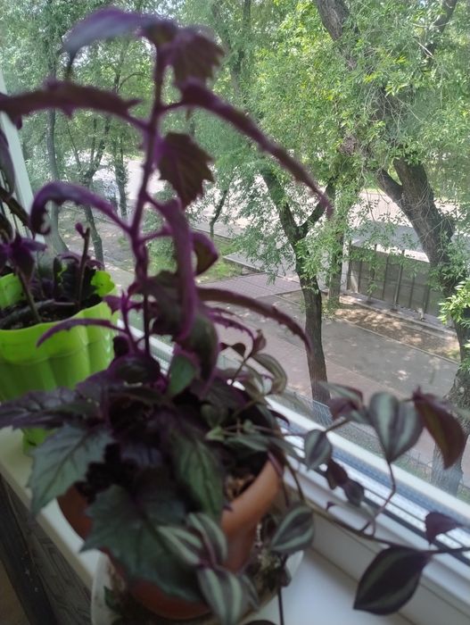 Продам фиалки красивые цветы