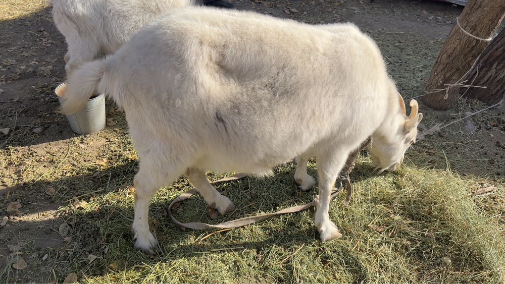 Сауатын Ешкі  сегіз айлық лағымен