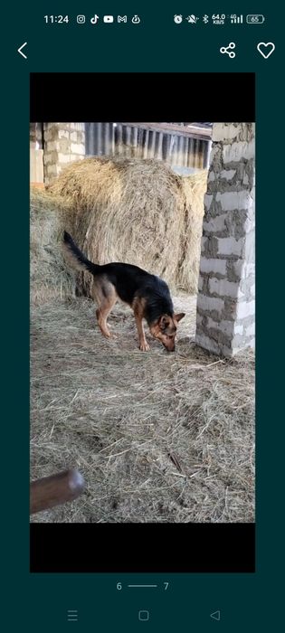 Щенки немецкой овчарки