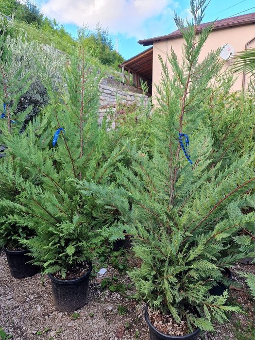 Leylandy toate dimensiunile calitate extra