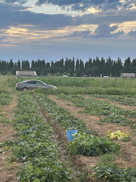 Огурец огурцы қияр сатылады