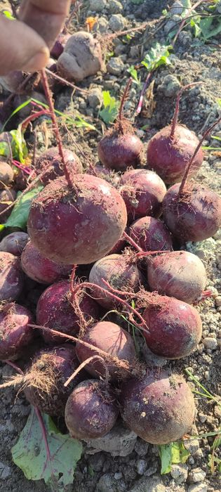 ҚИЗИЛЧА мақсулоди сотилди наманганда