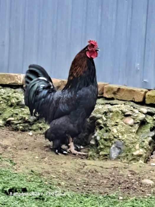 Продам петуха Брама
