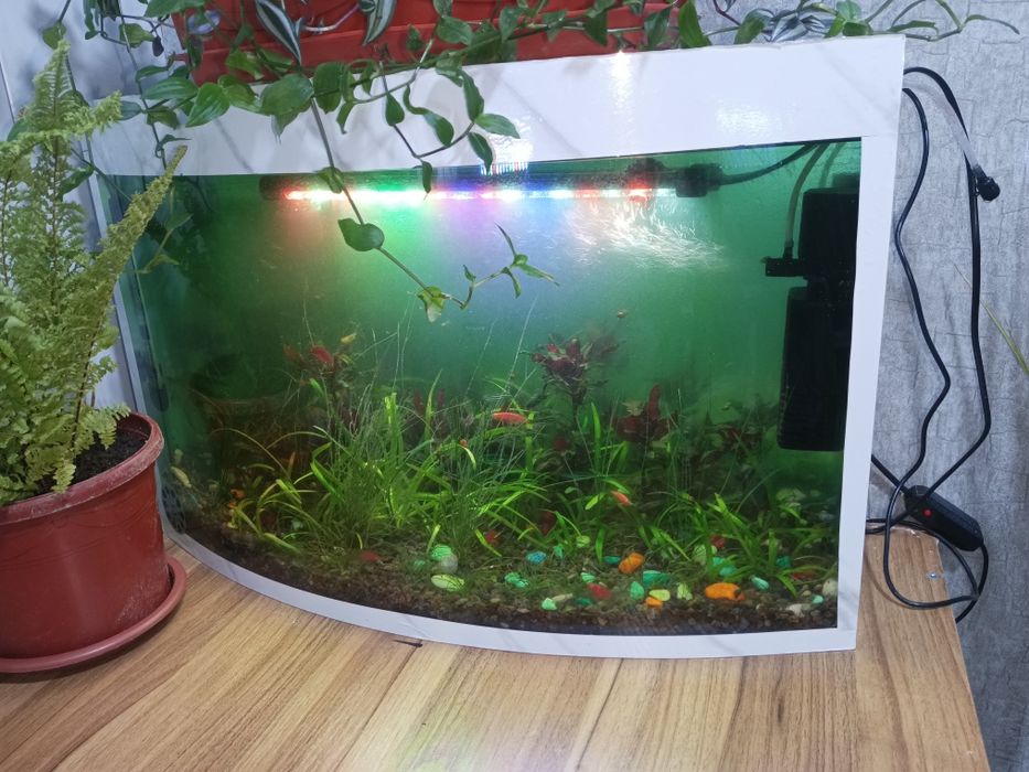 Продам аквариум с водорослями