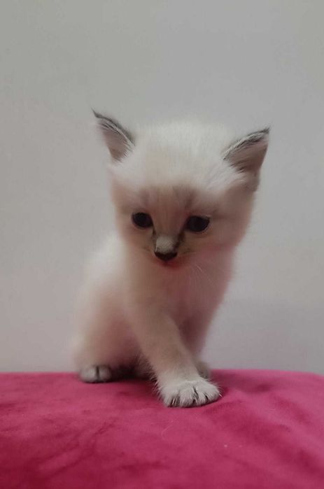 Котят от кошки крысолова в добрые руки