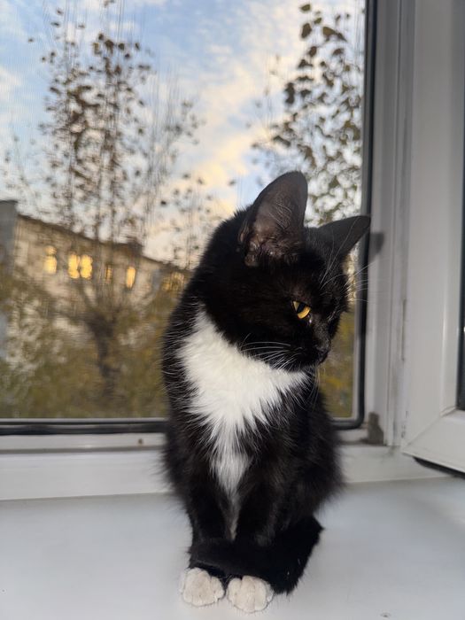 Котенок бесплатно
