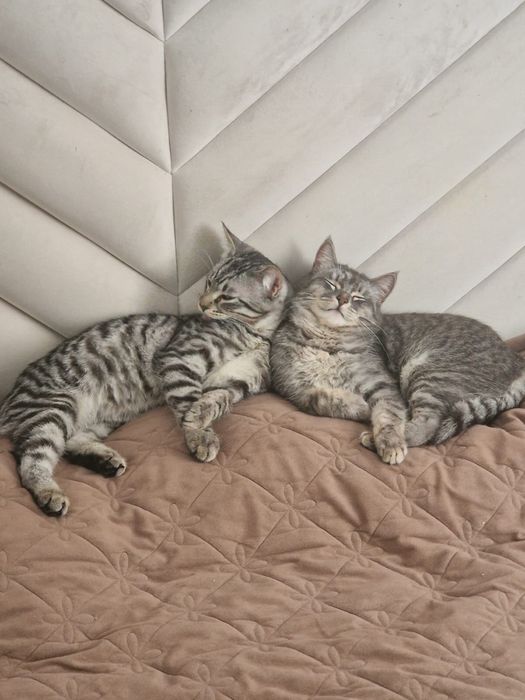Котенок в хорошие добрые руки