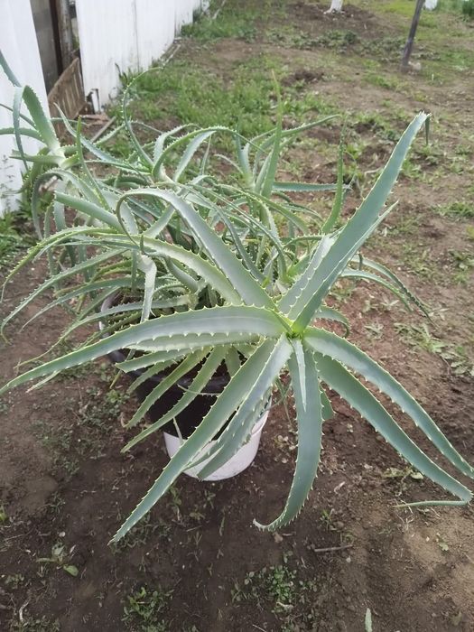 Продам Цветы Алоэ