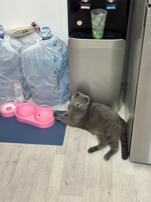 Кошка Вислоухий Шотландец Скоттиш Страйт