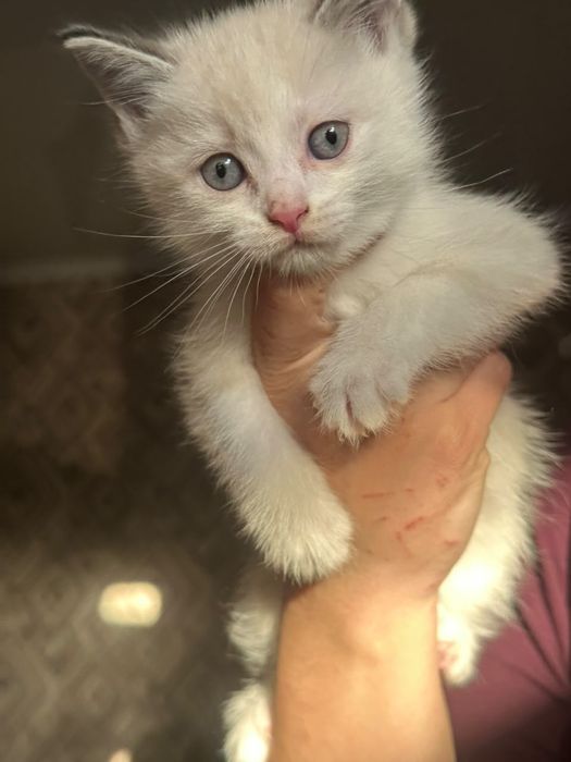 котятки ищут семью