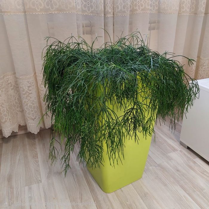 Крестовник Роули и Рипсалис