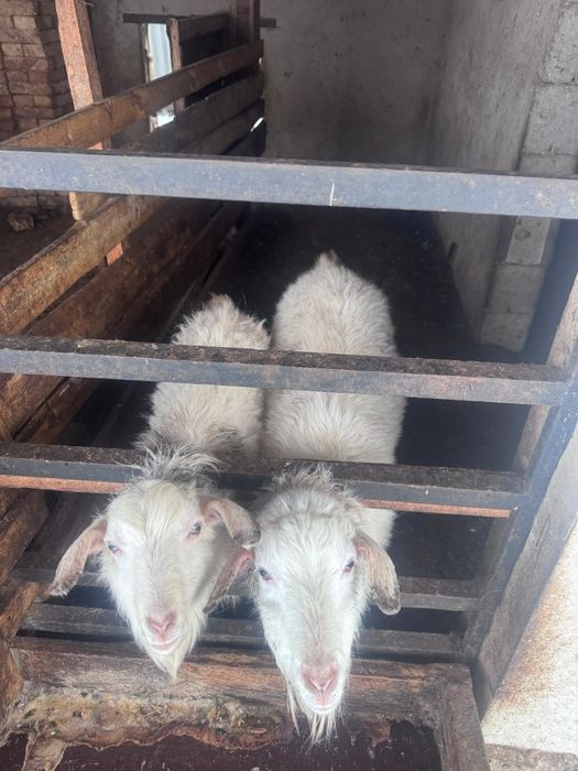 Козы/ Ешкілер порода