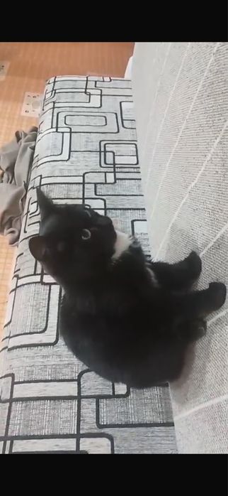 Отдам Кота в добрые руки