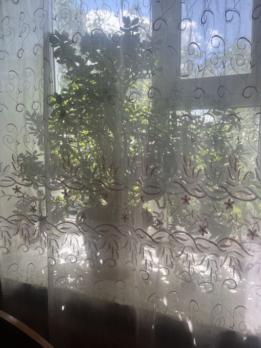 Продам денежное дерева