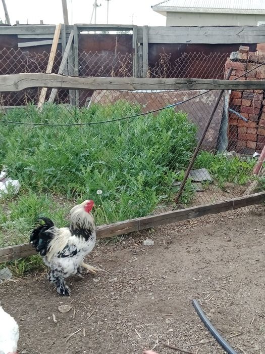 Продаю Петуха Брама