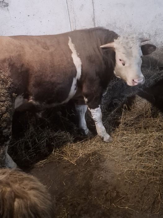 Vand taur pret negociabil