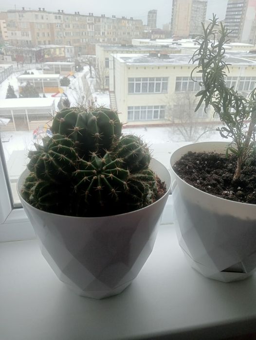 Комнатные цветы продаются