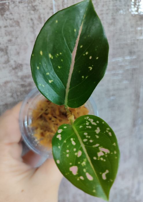 Тайские Аглаонемы