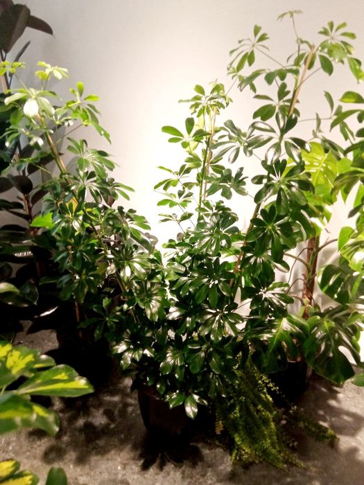 Офисные растения цветы